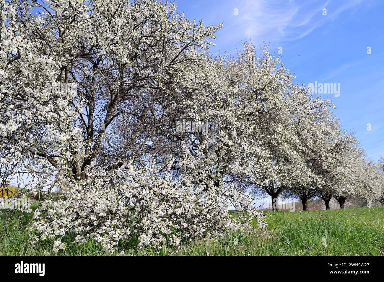 Orchard mit Kirschbäumen in voller Blüte Stockfoto