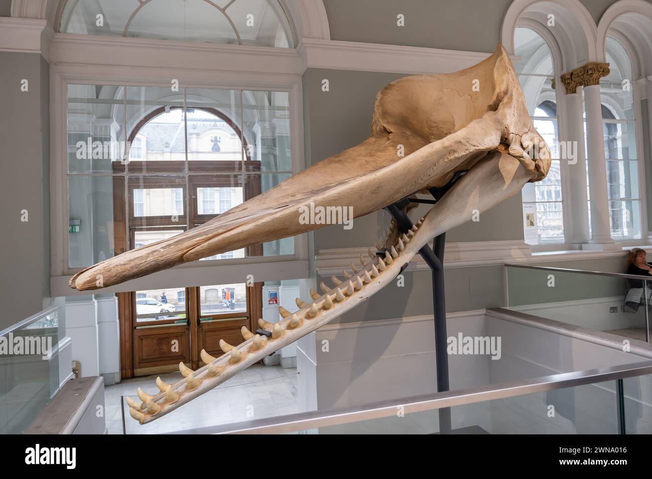 Schädel und Kieferknochen eines erwachsenen männlichen Pottwals Physeter catodon (Physeter macrocephalus) in der Familie Physeteridae im National Museum of Scotland in Stockfoto