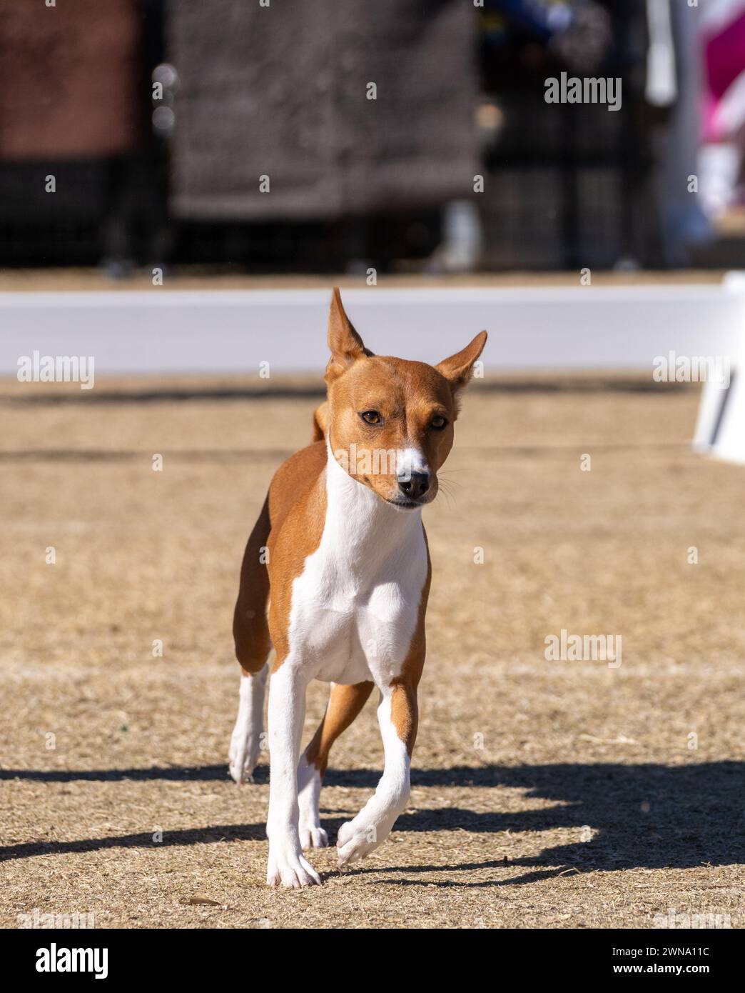 Rot-weißer Basenji afrikanischer Rudelhund im Exterieur-Showring Stockfoto