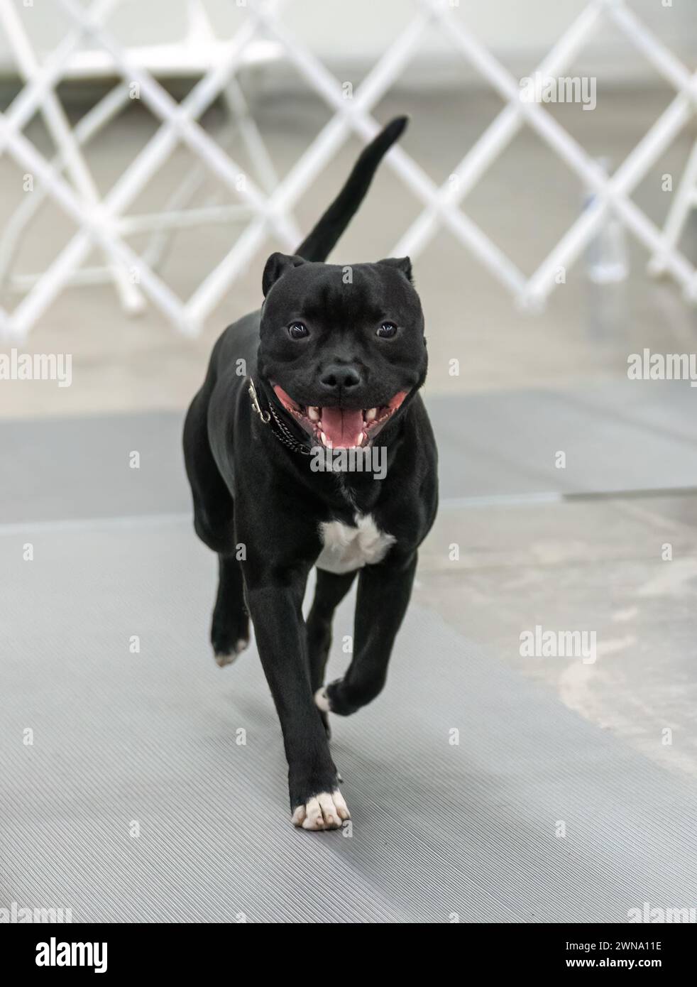 Schwarzer Staffordshire Terrierhund im Exterieur zeigt Ring lächelnd Stockfoto