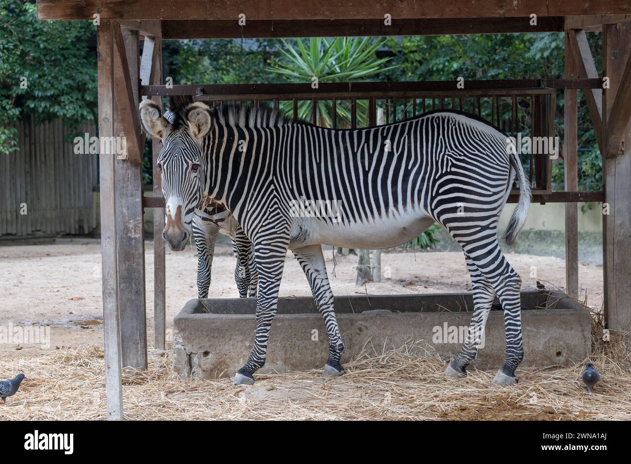 Grevy Zebra (Equus grevyi) oder Imperial Zebra, Tier in der Familie Equiden im Zoo von Lissabon, Portugal, Heimatregion: Kenia und Äthiopien. Stockfoto