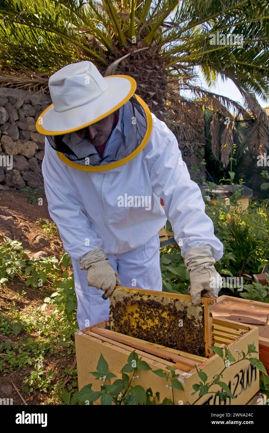 Imker, der eine Wabe in einem Bienenstock auf den Kanarischen Inseln extrahiert Stockfoto