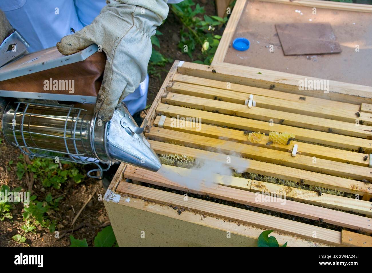 Eine Wabe in einem Bienenstock rauchen Stockfoto
