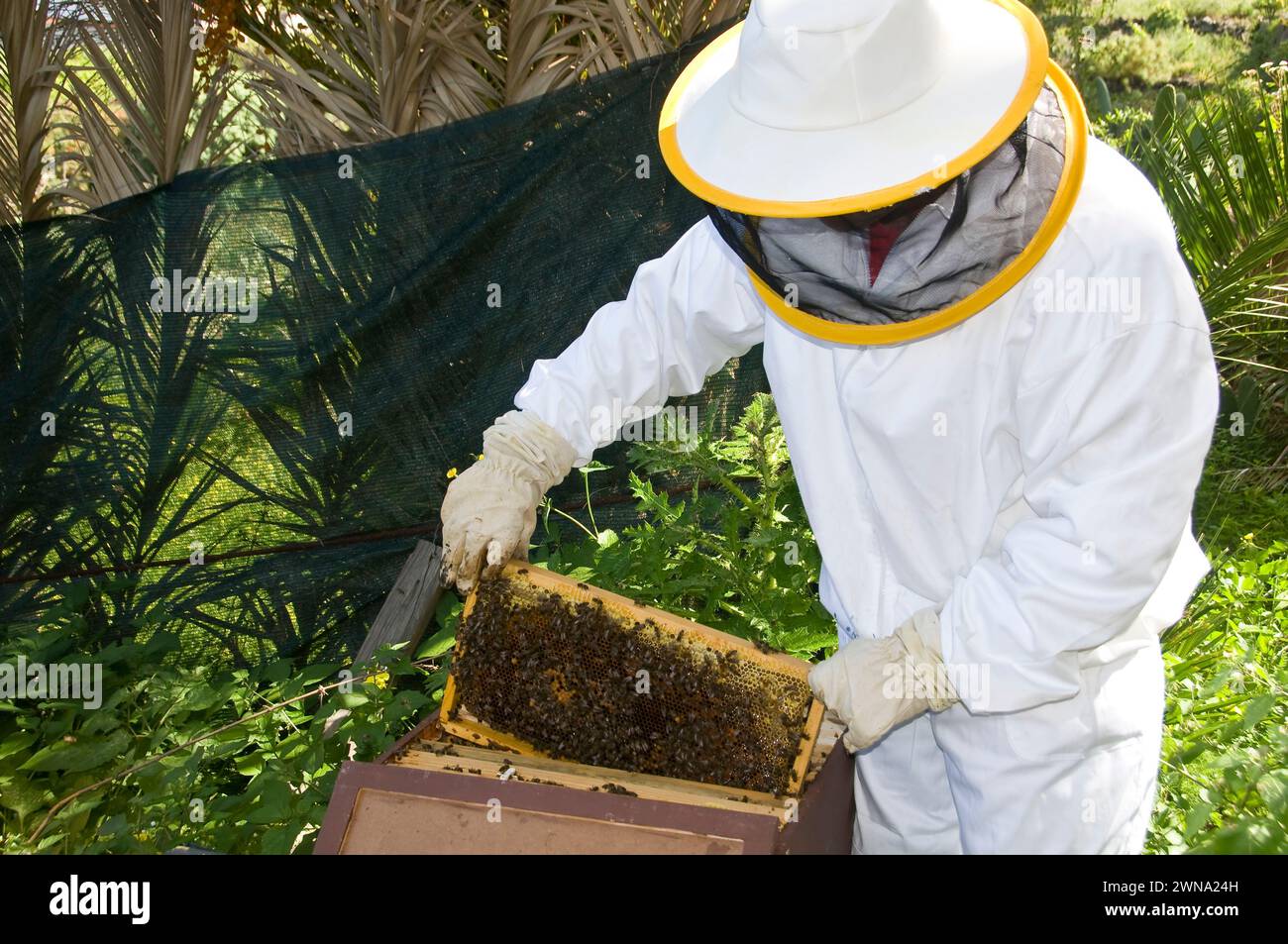 Imker und Waben auf den Kanarischen Inseln Stockfoto