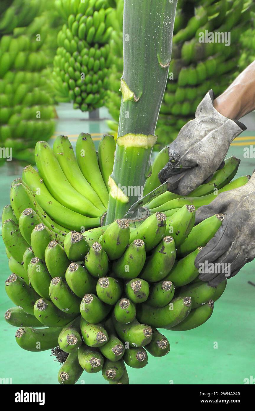 Schneiden von Bananengriffen aus den Bündeln in einem Verpackungswerk auf den Kanarischen Inseln Stockfoto