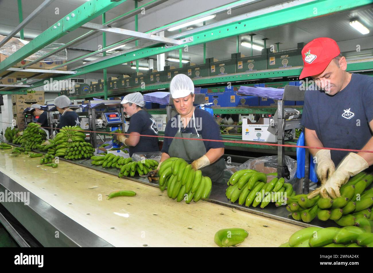 Arbeitskette in einer Bananenverpackungsanlage auf den Kanarischen Inseln Stockfoto