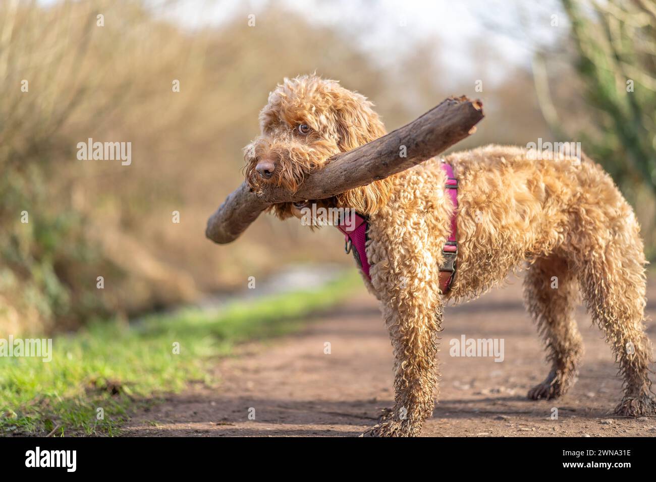 Nahaufnahme eines Hahnenhahnenhundes, der an einem sonnigen Tag isoliert draußen auf einem ländlichen Pfad steht, mit einem sehr großen Stock im Mund. Stockfoto