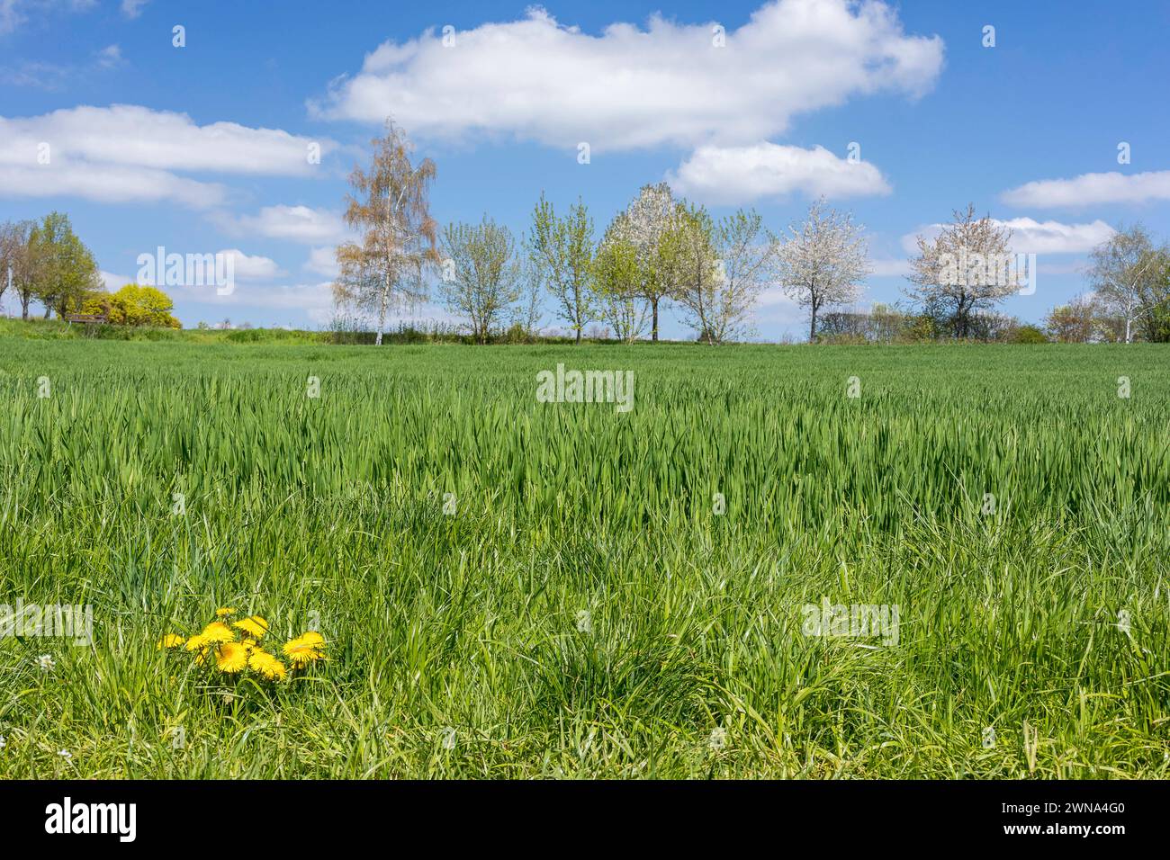Frühling in Feld und Flur, sattes frisches Grün eines Feldes, Löwenzahnblüten Taraxacum und blühende Obstbäume, Sachsen, Deutschland *** Spring in Fie Stockfoto