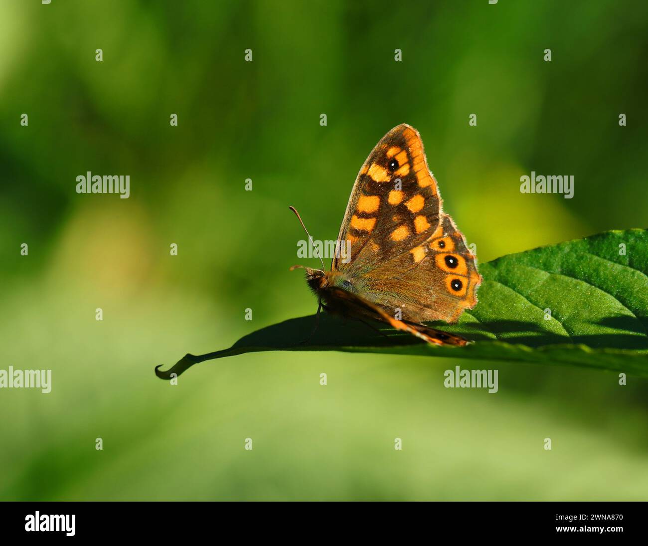 Wall Brown Butterfly - Lasiommata megera. Erwärmung im Sonnenlicht auf einem Blatt. Anfang Frühling. Oeiras, Portugal. Stockfoto