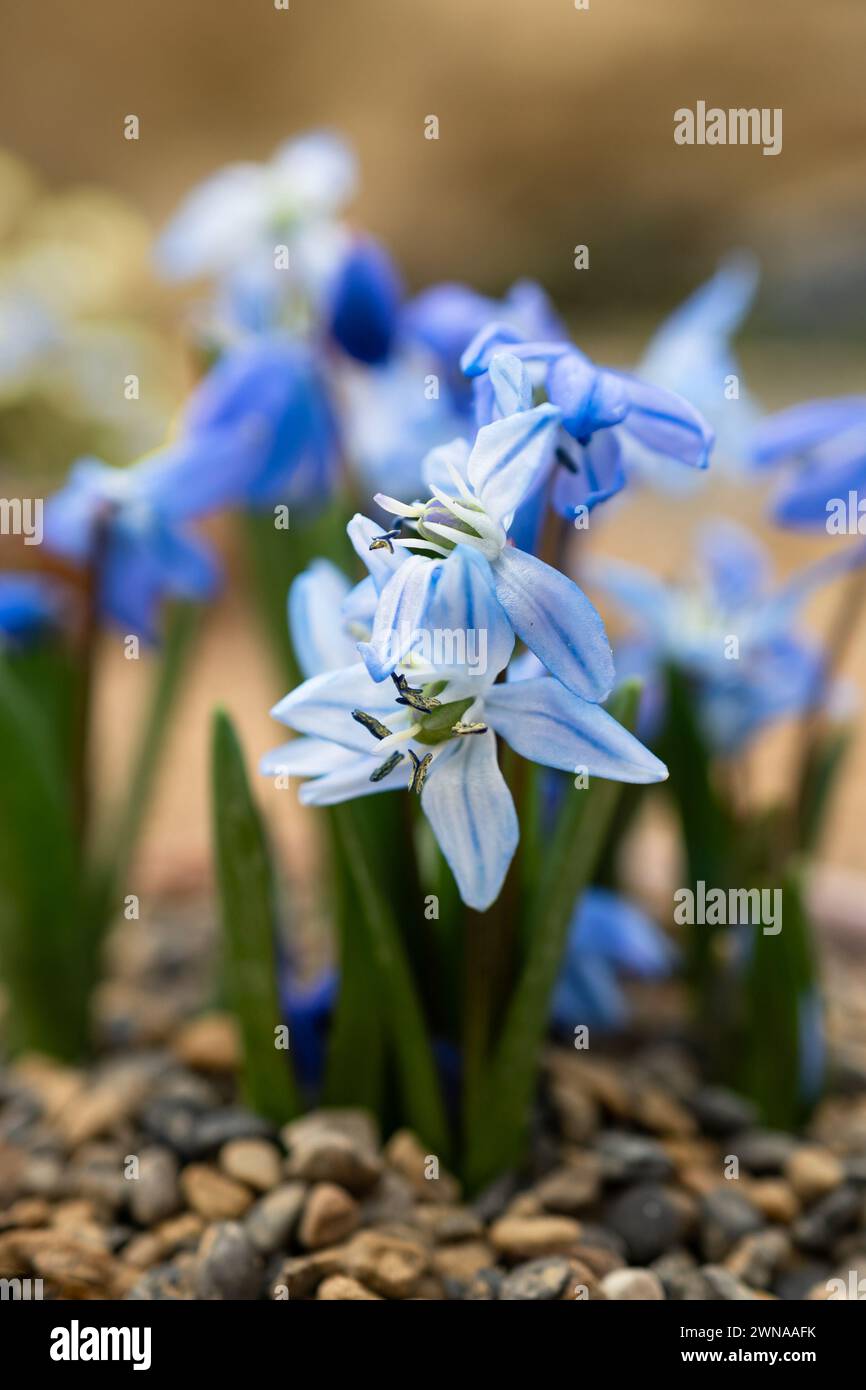 Scilla Siberica „Spring Beauty“ Stockfoto