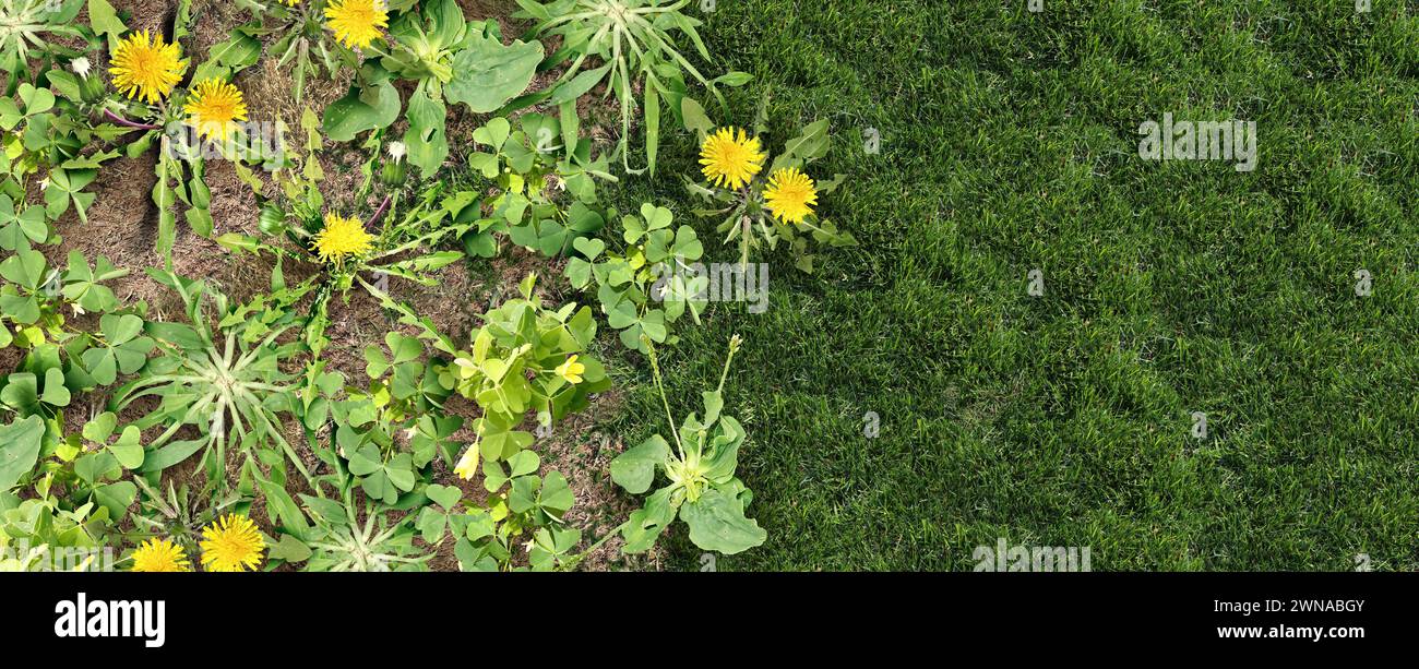 Unkrautbekämpfung Rasenpflege und Yard Problem als unerwünschtes Unkraut auf einem grünen Grasfeld als Symbol für den Einsatz von Herbiziden und Pestiziden im Garten oder im Garten Stockfoto