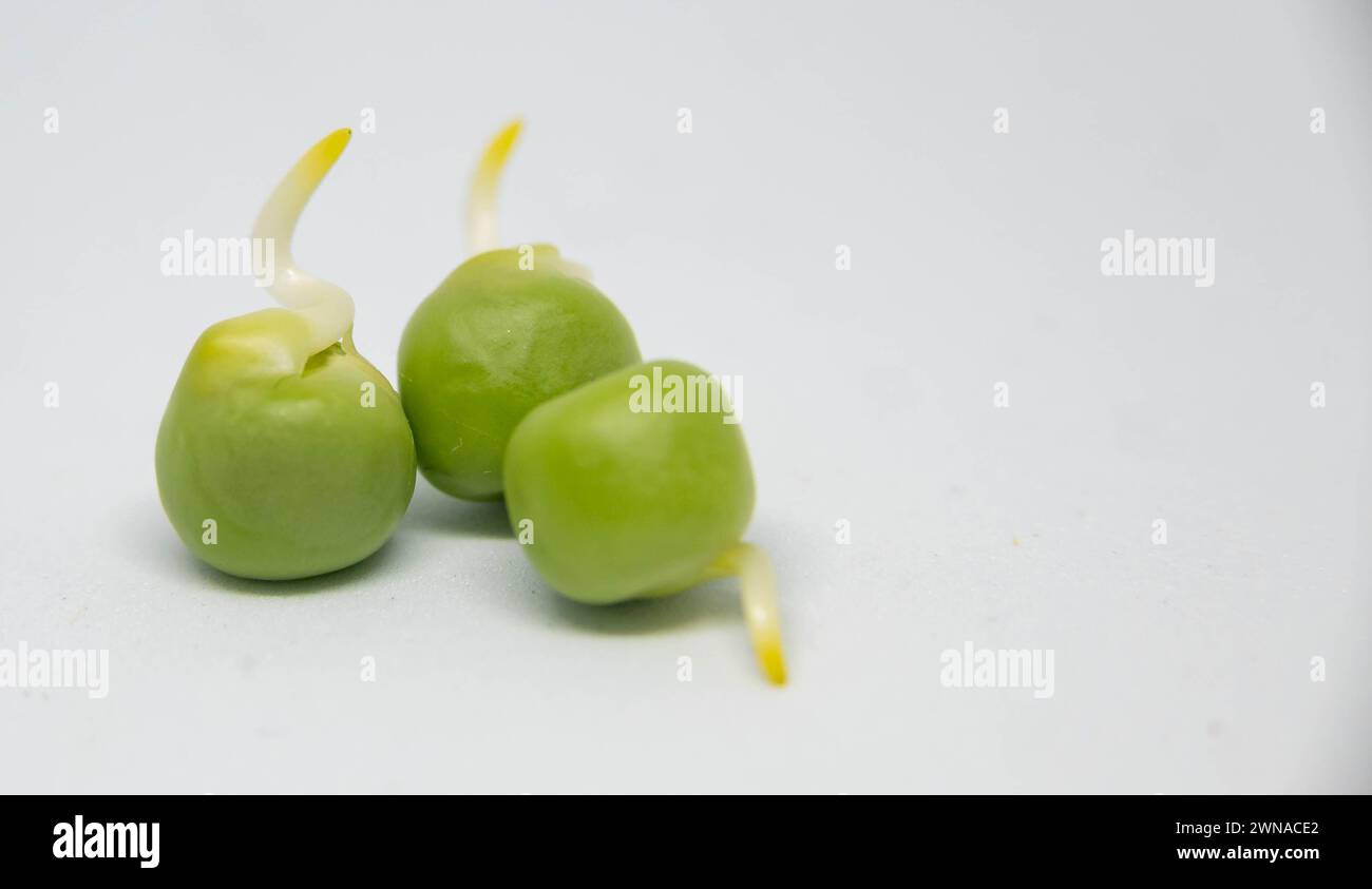 Erbsen sind botanische Früchte, werden aber als Gemüse beim Kochen behandelt. Es handelt sich um eine Gemüsepflanze der kühlen Jahreszeit, die zur gleichen Familie wie die Hülsen gehört. Stockfoto