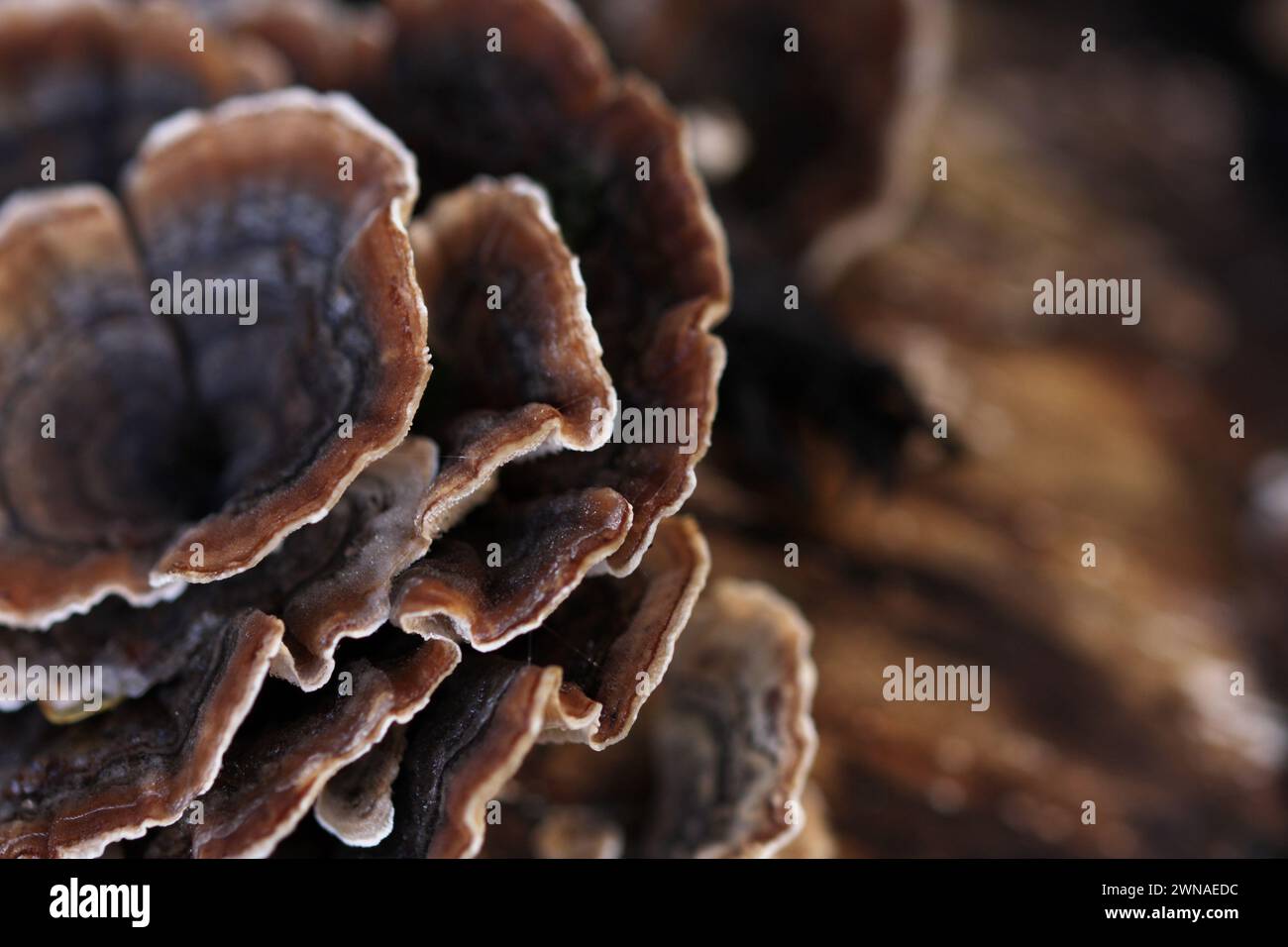 Klammern Sie Pilze aus nächster Nähe, die im Garten mit verschwommenem Hintergrund wachsen. Diese Art von basidiomycota ist Trametes versicolor, Truthahnschwanzpilz, der in beobachtet wird Stockfoto