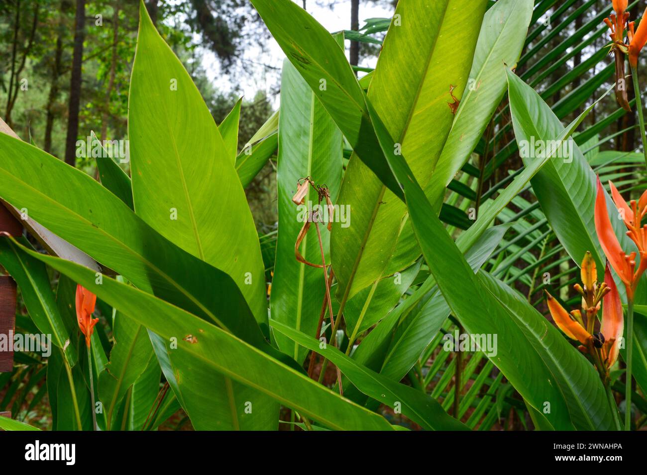 Tropische Pflanzen aus Indonesien. Gärten in Indonesien. Stockfoto