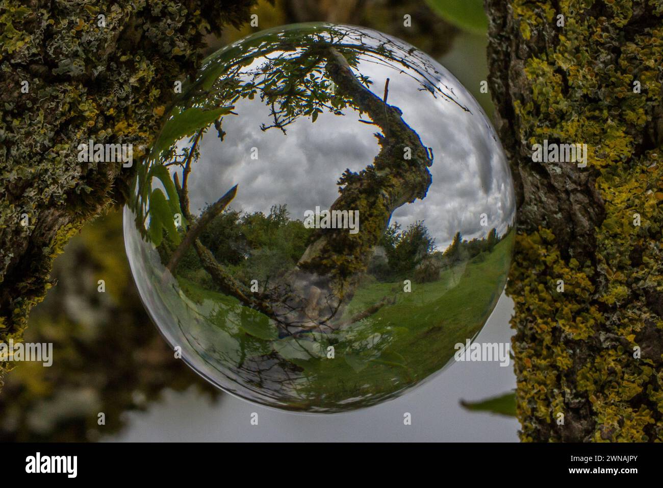 Lensball abstrakt, Naturreflexionen Stockfoto