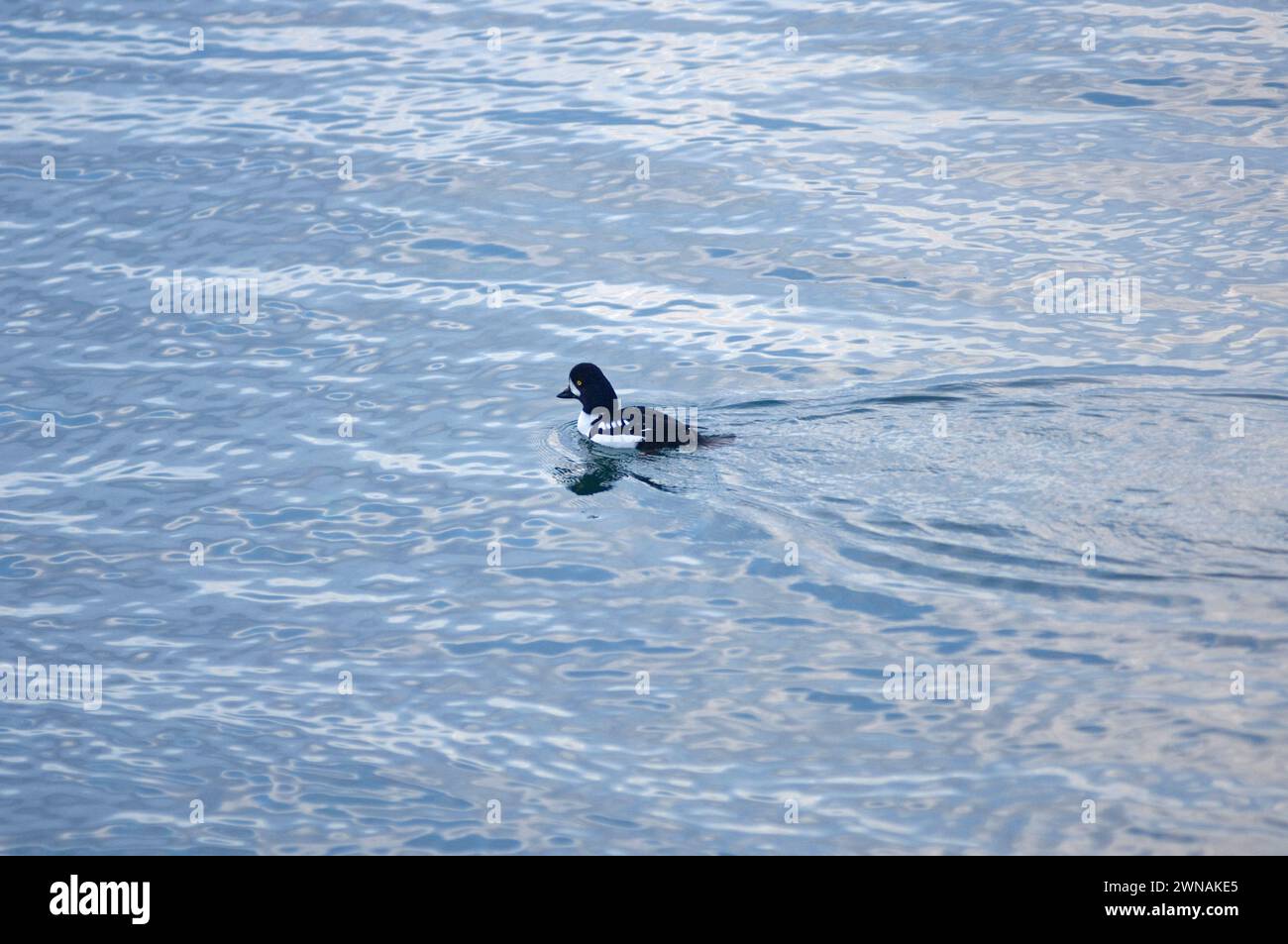 Goldauge Bucephala Clangula im Puget Sound Salish Sea vor dem Discovery Park Seattle Washington Stockfoto