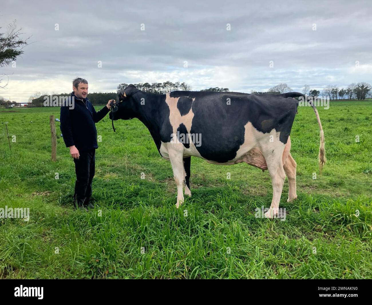 © Lise Dussaut/Radio France/Maxppp - Lise Dussaut/Radio France/Maxppp, 29.02.2024Jaka, la vache laitière landaise Prim'Holstein exctionnelle qui rafle tous les prix. Salon de l'Agriculture. Elue vache du siècle. Producteur laitier avec sa vache. Frankreich, 29. februar 2024 Jaka, die außergewöhnliche Prim'Holstein Landes Milchkuh, die alle Preise gewinnt. Landwirtschaftszentrum. Zur Kuh des Jahrhunderts gewählt. Milchbauer mit seiner Kuh. *** Örtlicher Titel *** Frankreich Bleu Gascogne Credit: MAXPPP/Alamy Live News Stockfoto