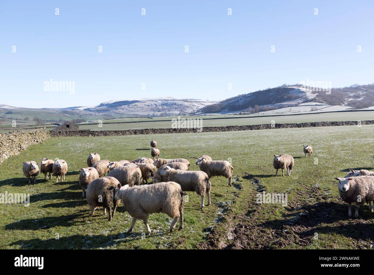 Yorkshire Dales National Park mit Blick auf die 3 Gipfel, North Yorkshire, Großbritannien. Stockfoto
