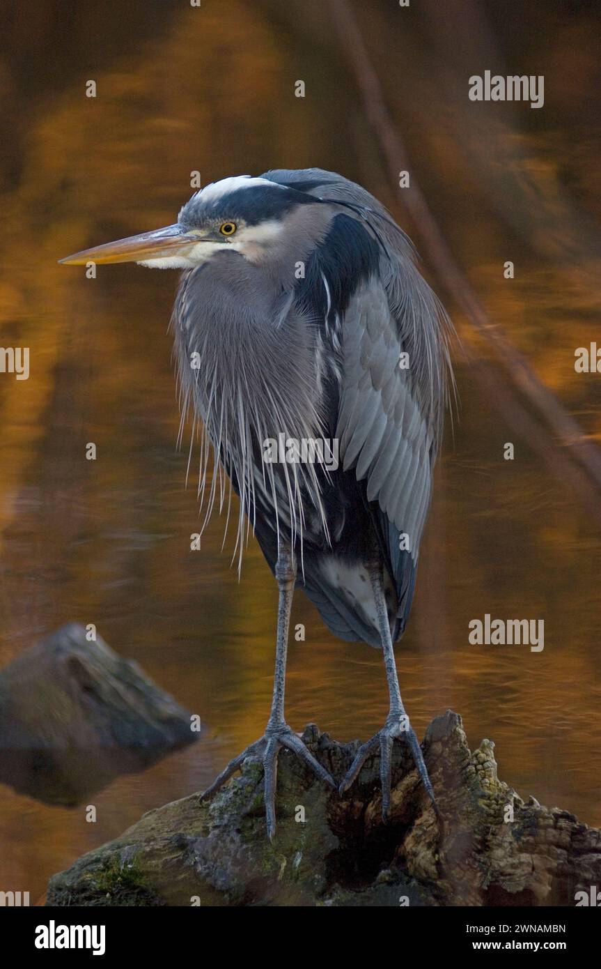 Great Blue Heron, Ardea herodias, Angeln im Discovery Park, Seattle, Washington State, USA Stockfoto