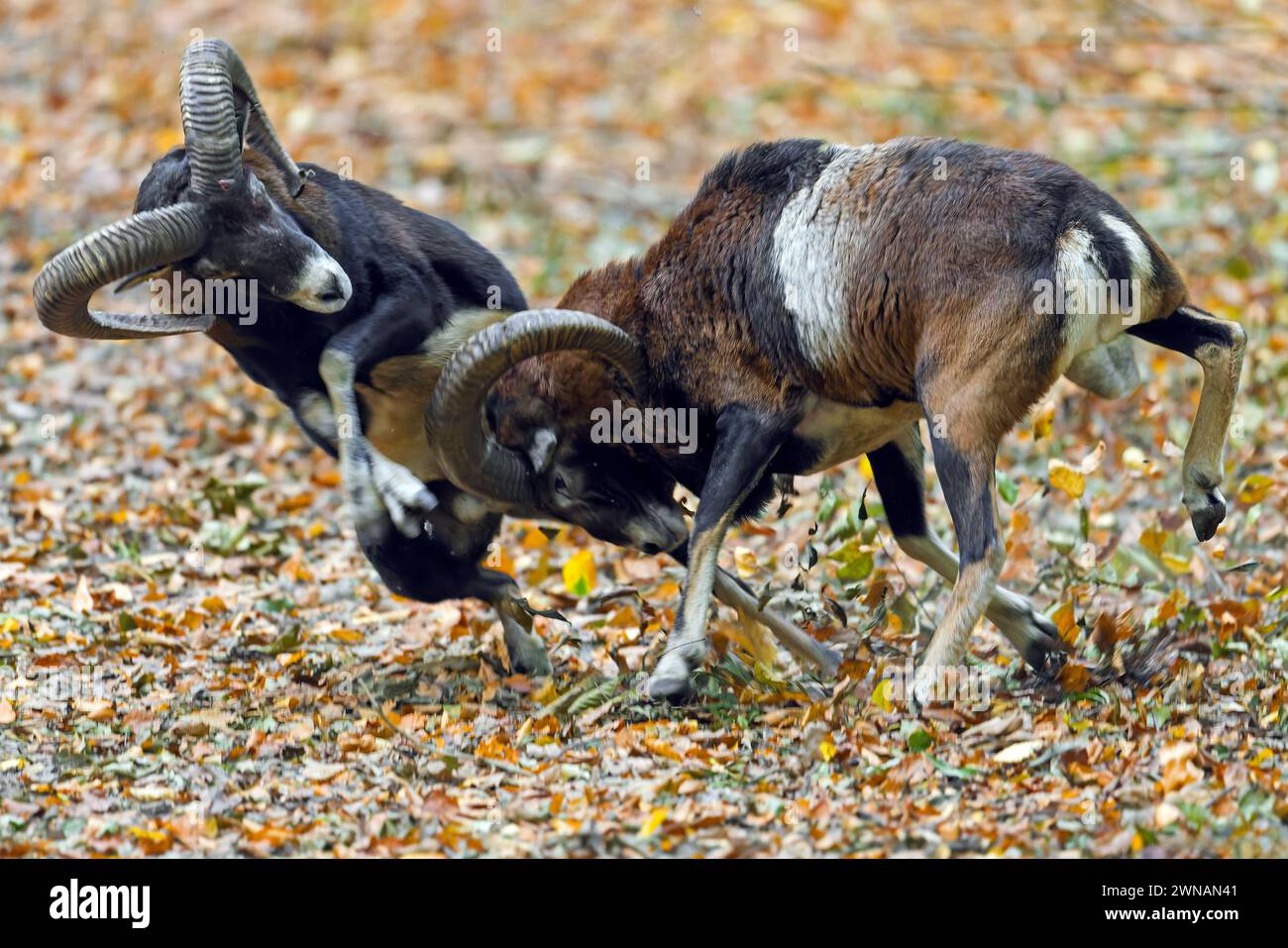 Europäische Mufflons (Ovis aries musimon / Ovis gmelini musimon) zwei Widder, die sich im Herbst mit Köpfen schlagen und mit ihren geschwungenen Hörnern zusammenstoßen Stockfoto