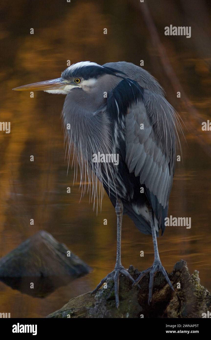 Great Blue Heron, Ardea herodias, Angeln im Discovery Park, Seattle, Washington State, USA Stockfoto