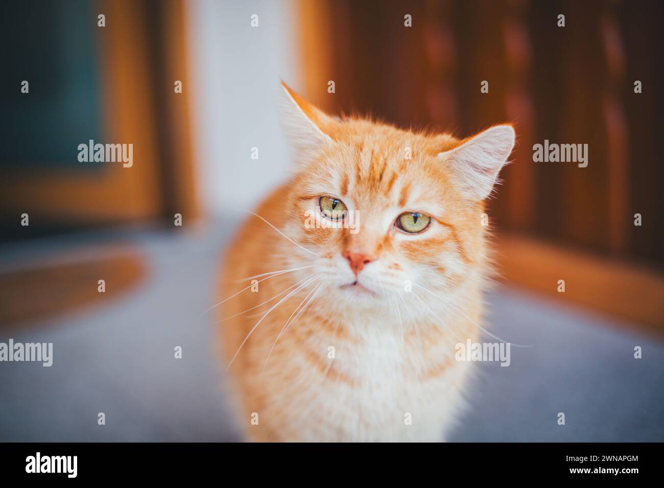 Rot gestromt tom Katze Stockfoto