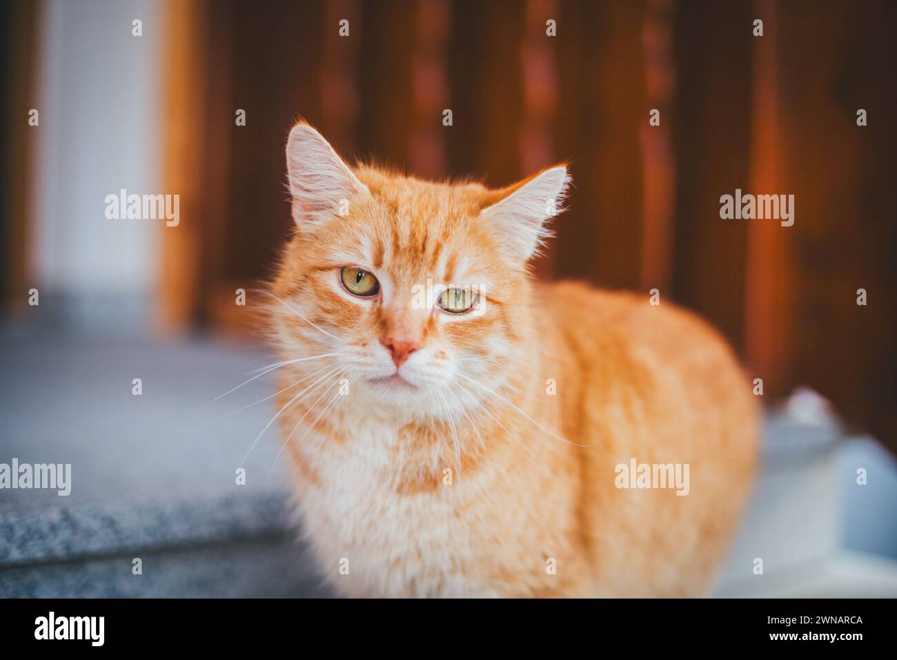 Rot gestromt tom Katze Stockfoto