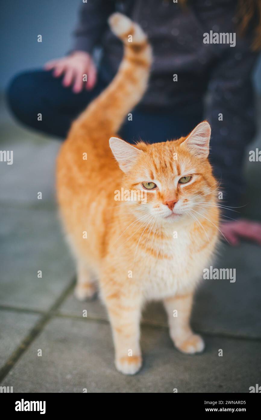 Rot gestromt tom Katze Stockfoto