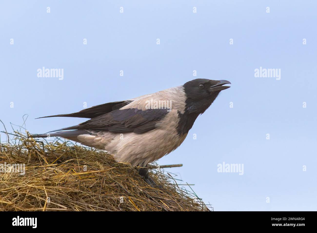 kapuzenkrähe auf einem Heuhaufen (Corvus corone cornix) Stockfoto