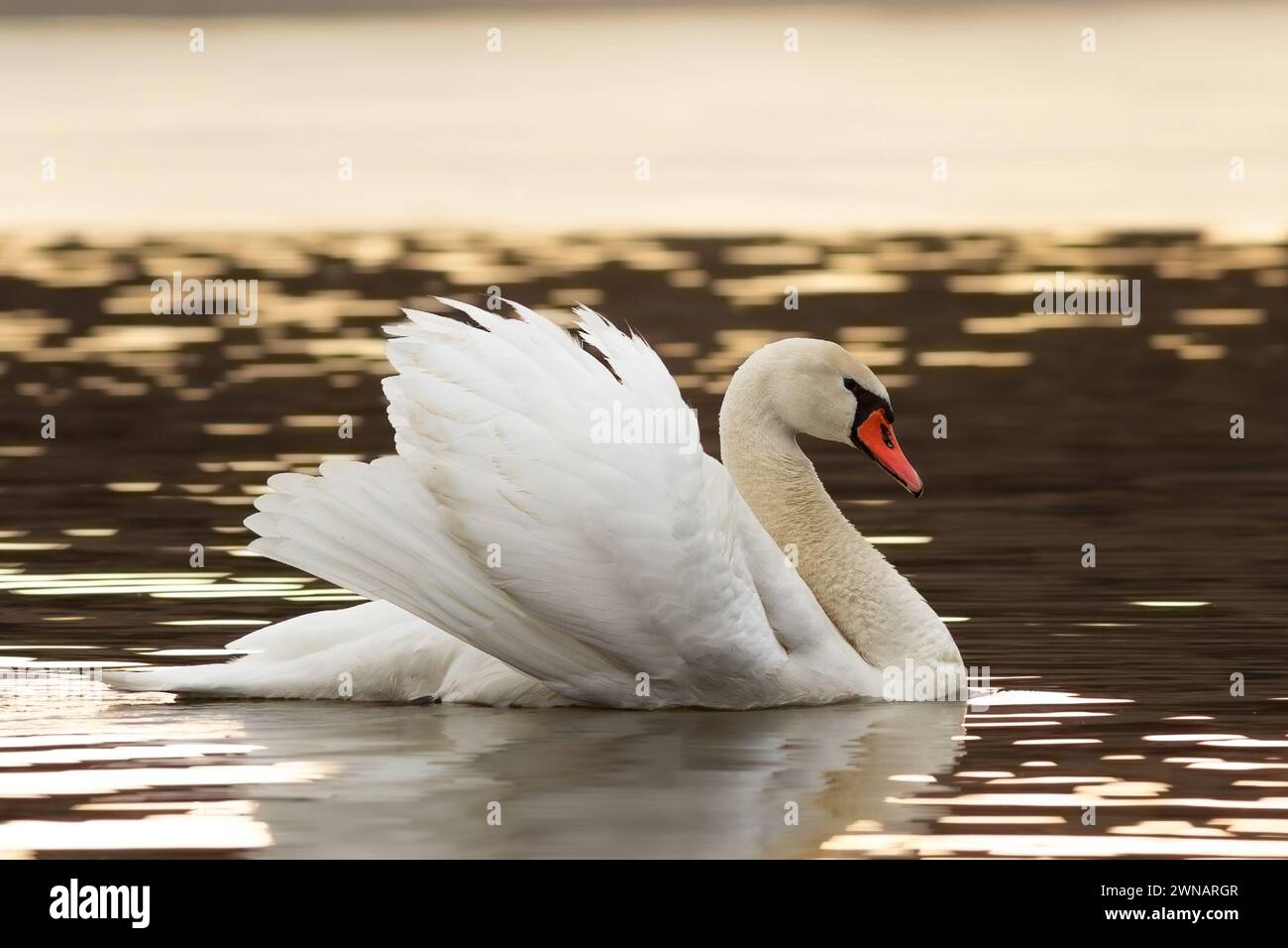 Schwan stummschalten mit Paarungsverhalten (Cygnus olor) Stockfoto