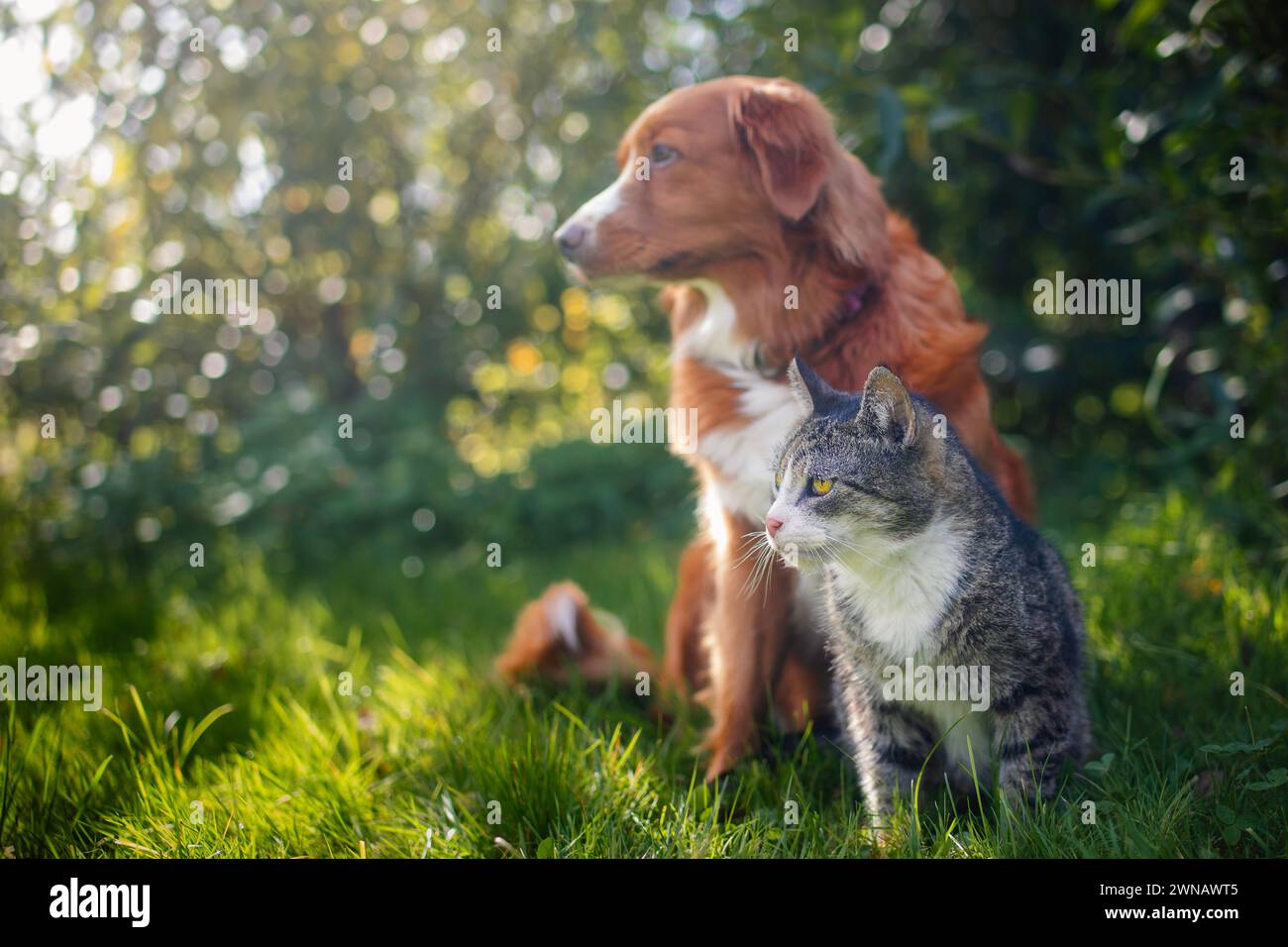 Katze und Hund sitzen zusammen im Gras an sonnigen Sommertagen. Freundschaft zwischen Tabby Hauskatze und Nova Scotia Duck Tolling Retriever. Stockfoto