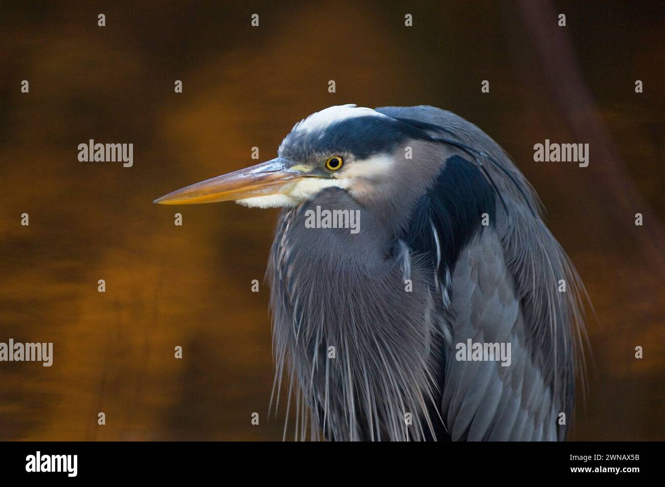 Great Blue Heron, Ardea herodias, Angeln im Discovery Park, Seattle, Washington State, USA Stockfoto