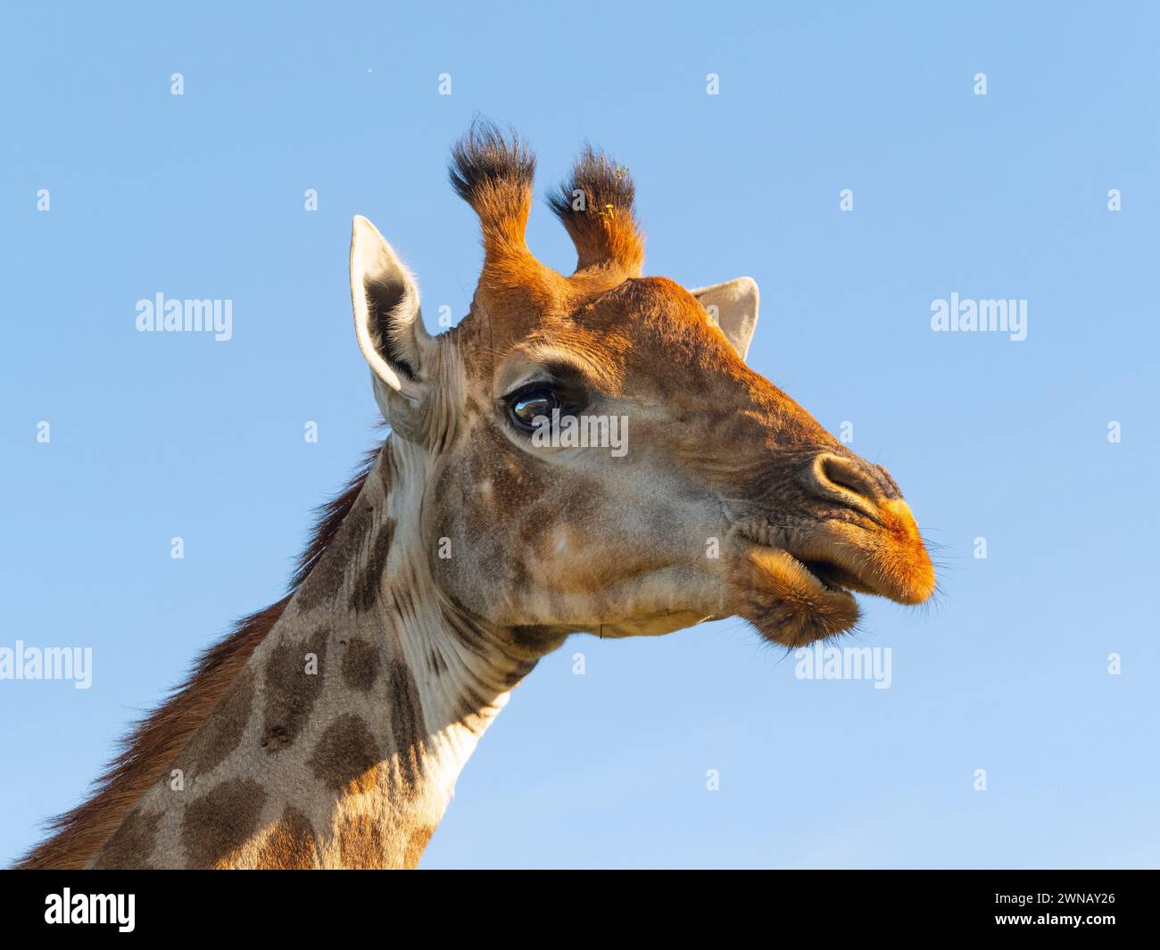 Giraffe Giraffa camelopardalis Cape Region Südafrika Stockfoto
