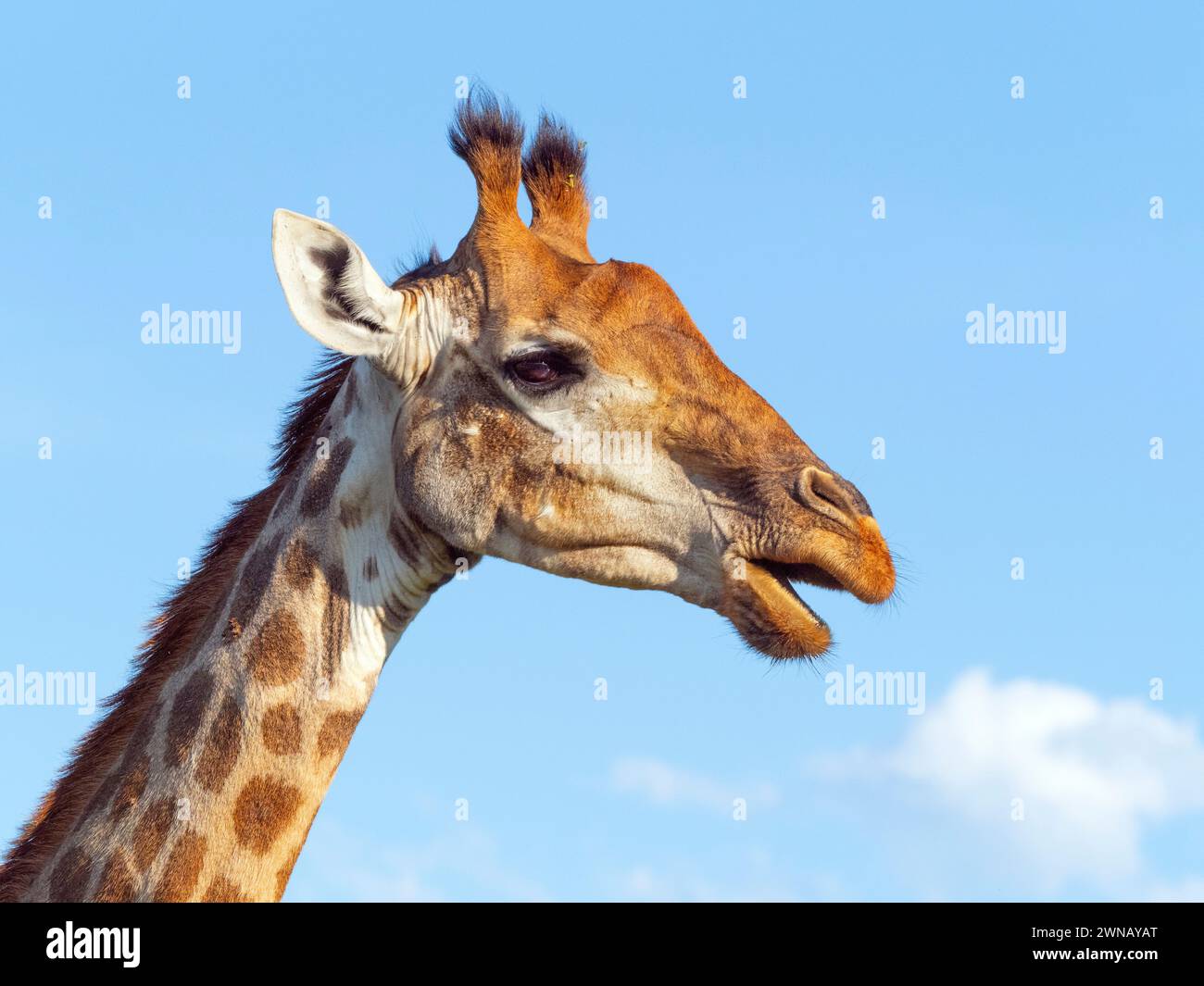 Giraffe Giraffa camelopardalis Cape Region Südafrika Stockfoto