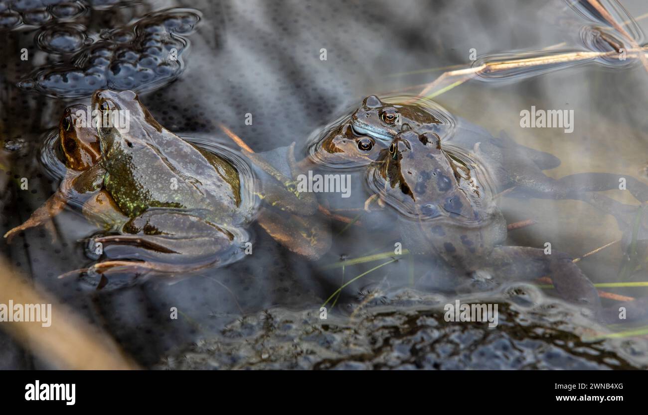 Der gemeine Frosch während der Brutsaison, Männchen und Weibchen laichend in einem Teich Stockfoto
