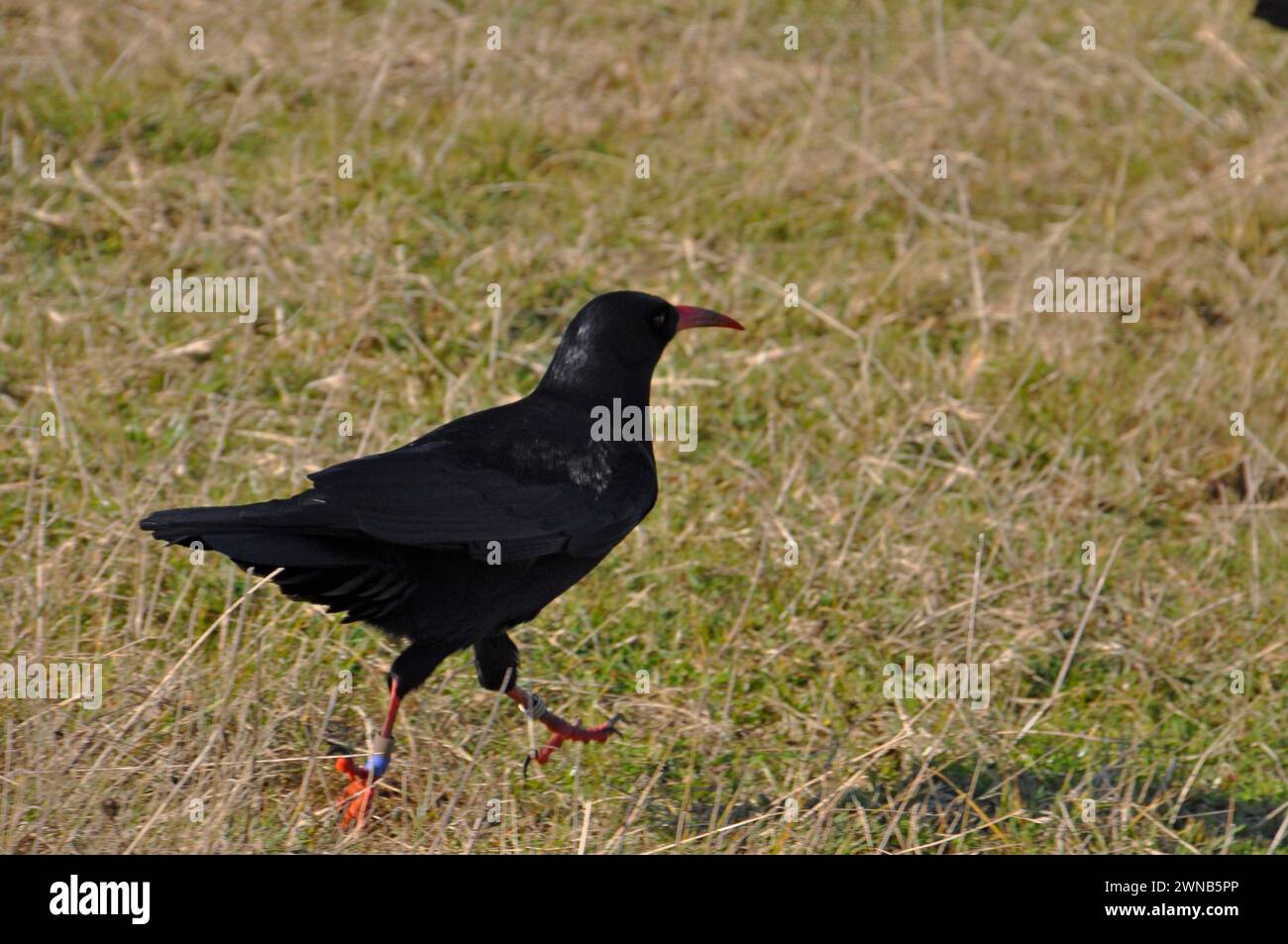 Choughs, 'Pyrrhocorax pyrrhocorax' auf der Suche nach Insekten und Wirbellosen in einem Felde auf der Klippe in Cornwall. Charakteristische Merkmale sind die leuchtend orangefarbenen Schalen Stockfoto