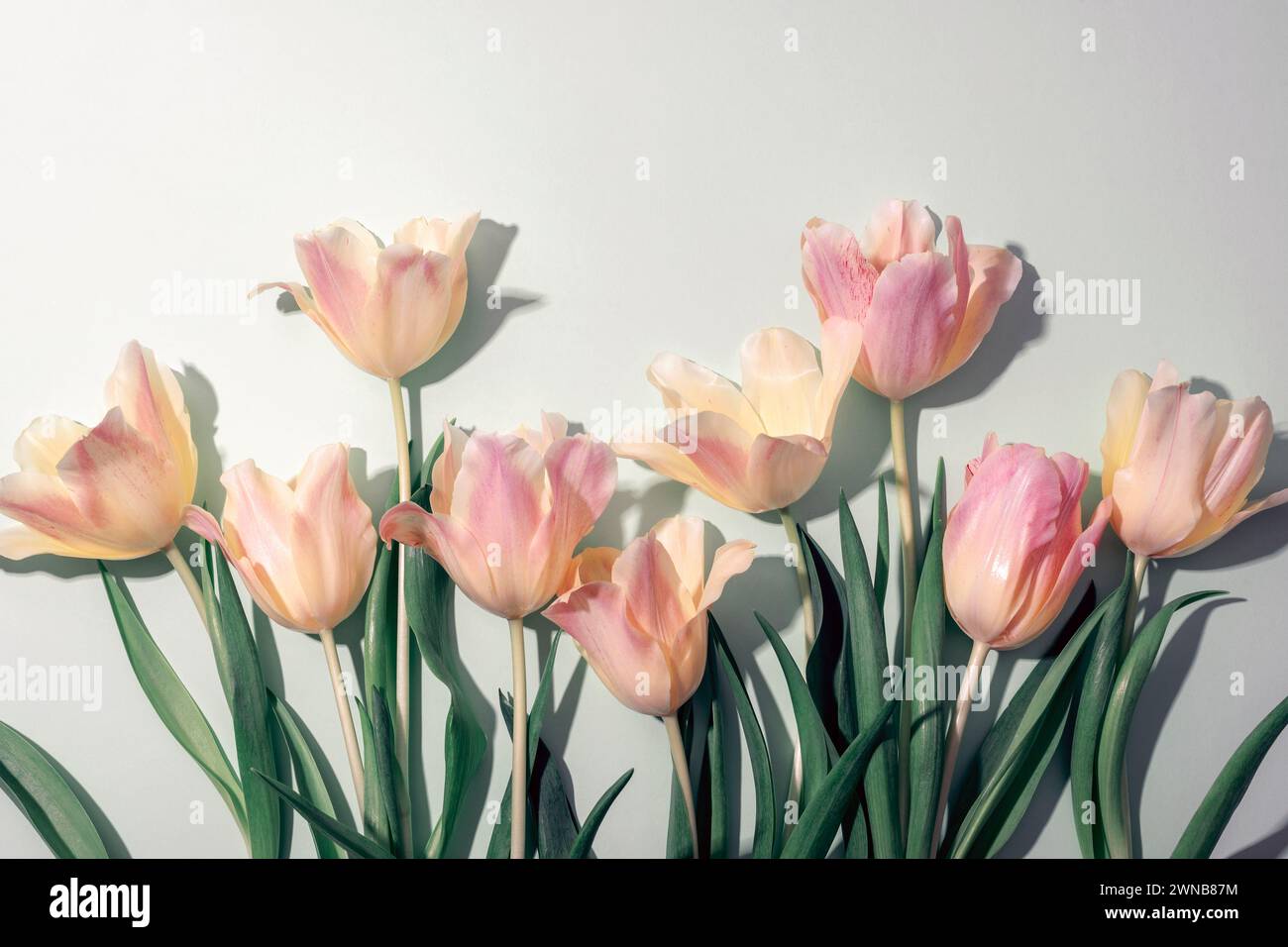 Hellgelb-rosa Tulpen auf grauem Hintergrund mit scharfen Schatten. Stockfoto