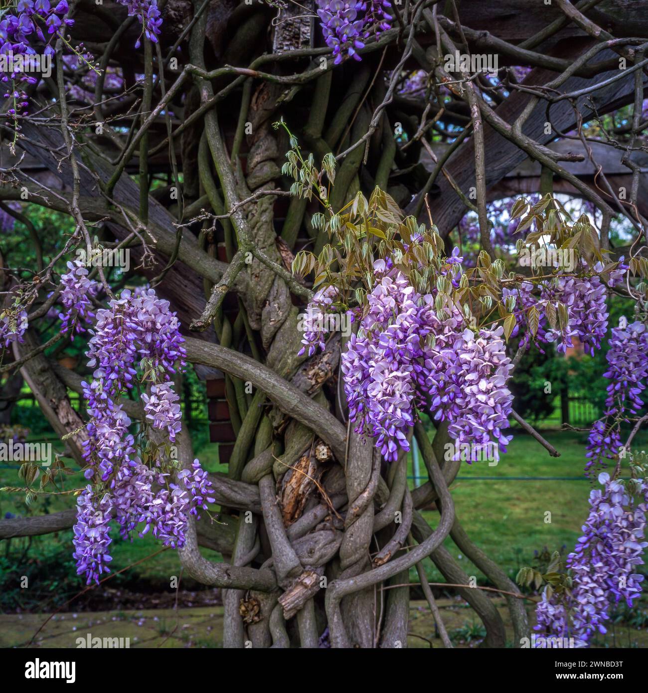 Alte, reife Wisterien mit verdrehten Rebzweigen und lilafarbener Blüte im Mai, Leicestershire, England, Großbritannien Stockfoto