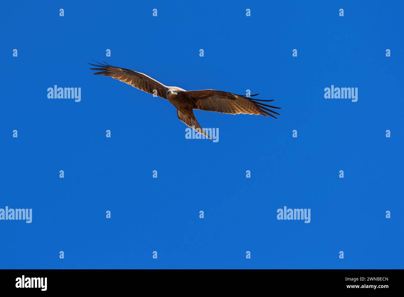 Hoch fliegender Gelbschnabeldrachen in Äthiopien, Simian Mountains Stockfoto Hoch fliegender Gelbschnabeldrachen in Äthiopien, Simian Mountains Stockfoto