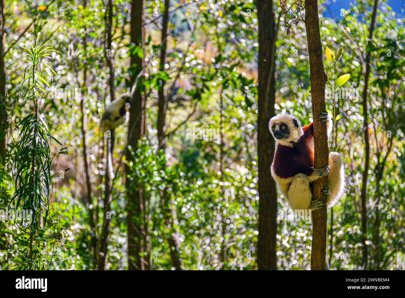 Coquerel Sifaka in seiner natürlichen Umgebung in einem Nationalpark auf der Insel Madagaskar Stockfoto