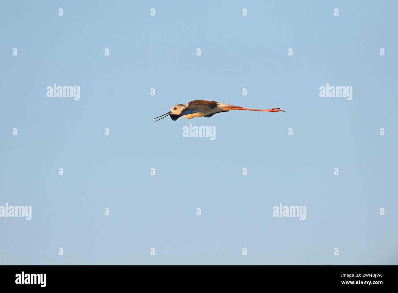 Schwarzflügelige Stelze fliegt allein am Himmel. (Himantopus himantopus) Stockfoto Schwarzflügelige Stelze fliegt allein am Himmel. (Himantopus himantopus) Stockfoto