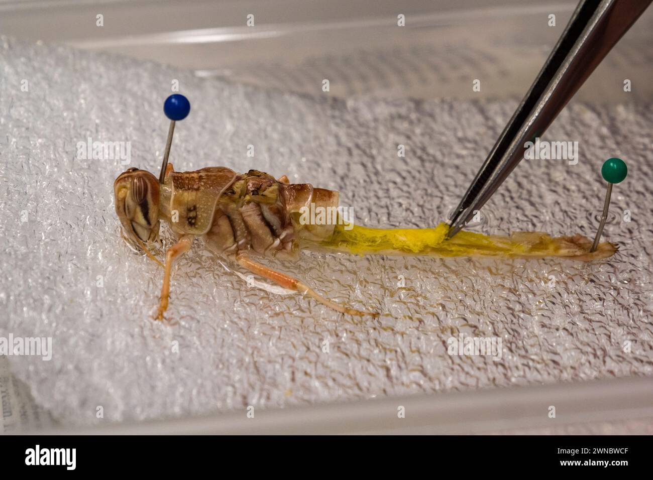 Untersuchung einer WüstenHeuschrecke (Schistocerca gregaria) nach Dissektion (Untersuchung des Gasaustauschsystems) an einer britischen Sekundarschule. Stockfoto