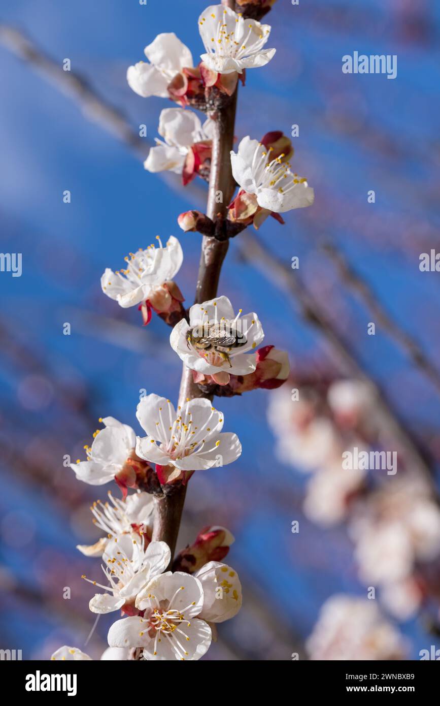Kirschblütenzweig und Bienennektar sammeln, selektiver Fokus. Wunderschöne Hintergrundunschärfe Stockfoto