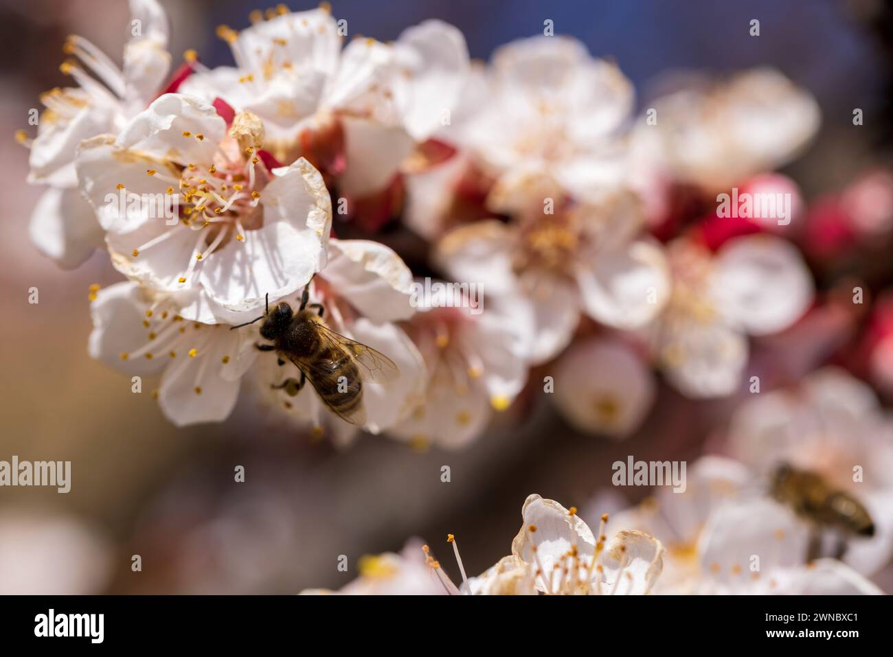 Kirschblütenzweig und Bienennektar sammeln, selektiver Fokus. Wunderschöne Hintergrundunschärfe Stockfoto