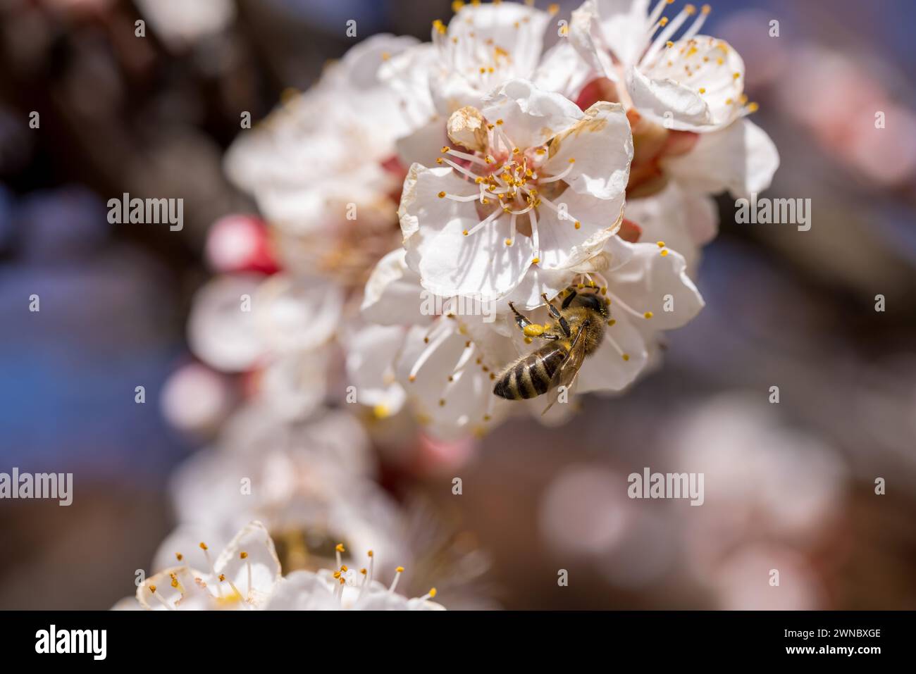 Kirschblütenzweig und Bienennektar sammeln, selektiver Fokus. Wunderschöne Hintergrundunschärfe Stockfoto