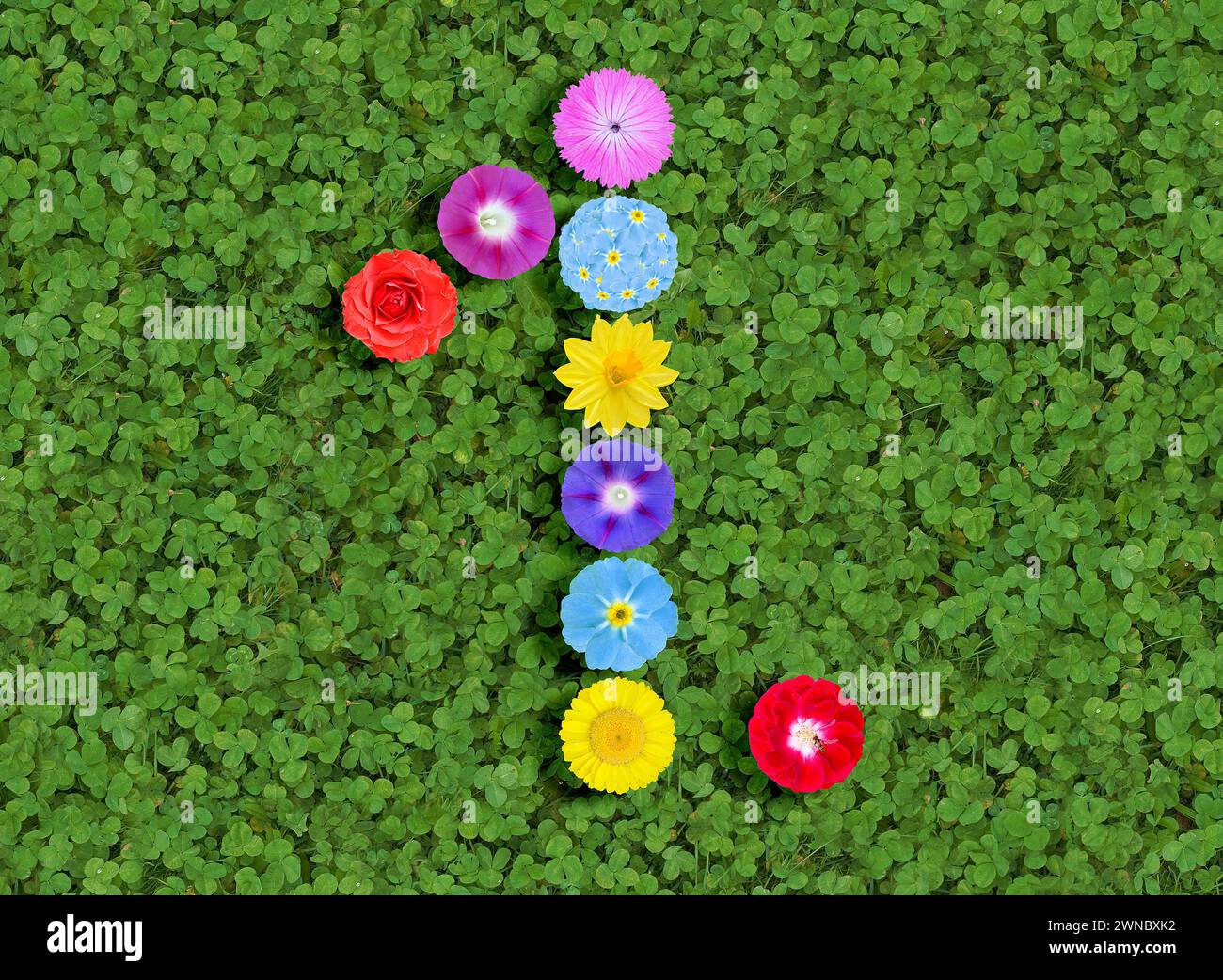 Nummer geschrieben mit bunten Blumen auf grünem Kleeblatt Hintergrund Stockfoto