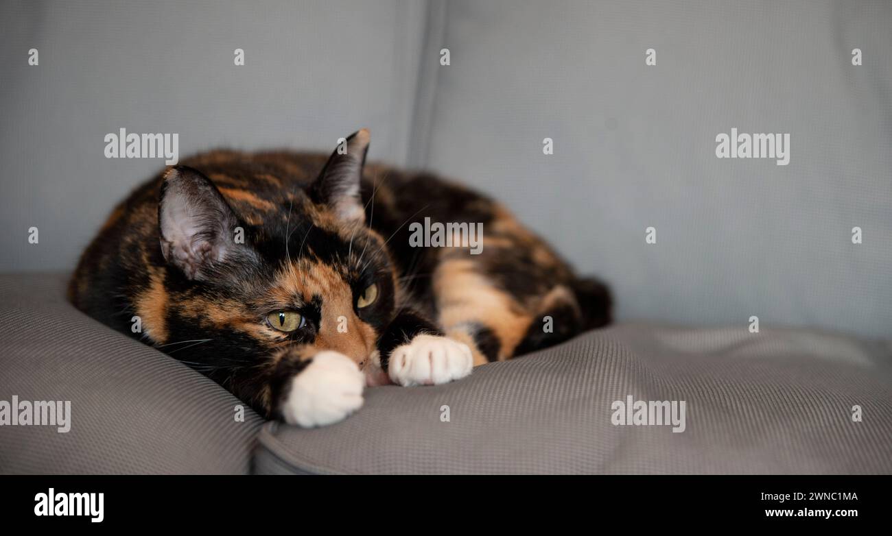 Die Katze hat sich auf einem Sofa für ein Nickerchen zusammengerollt Stockfoto