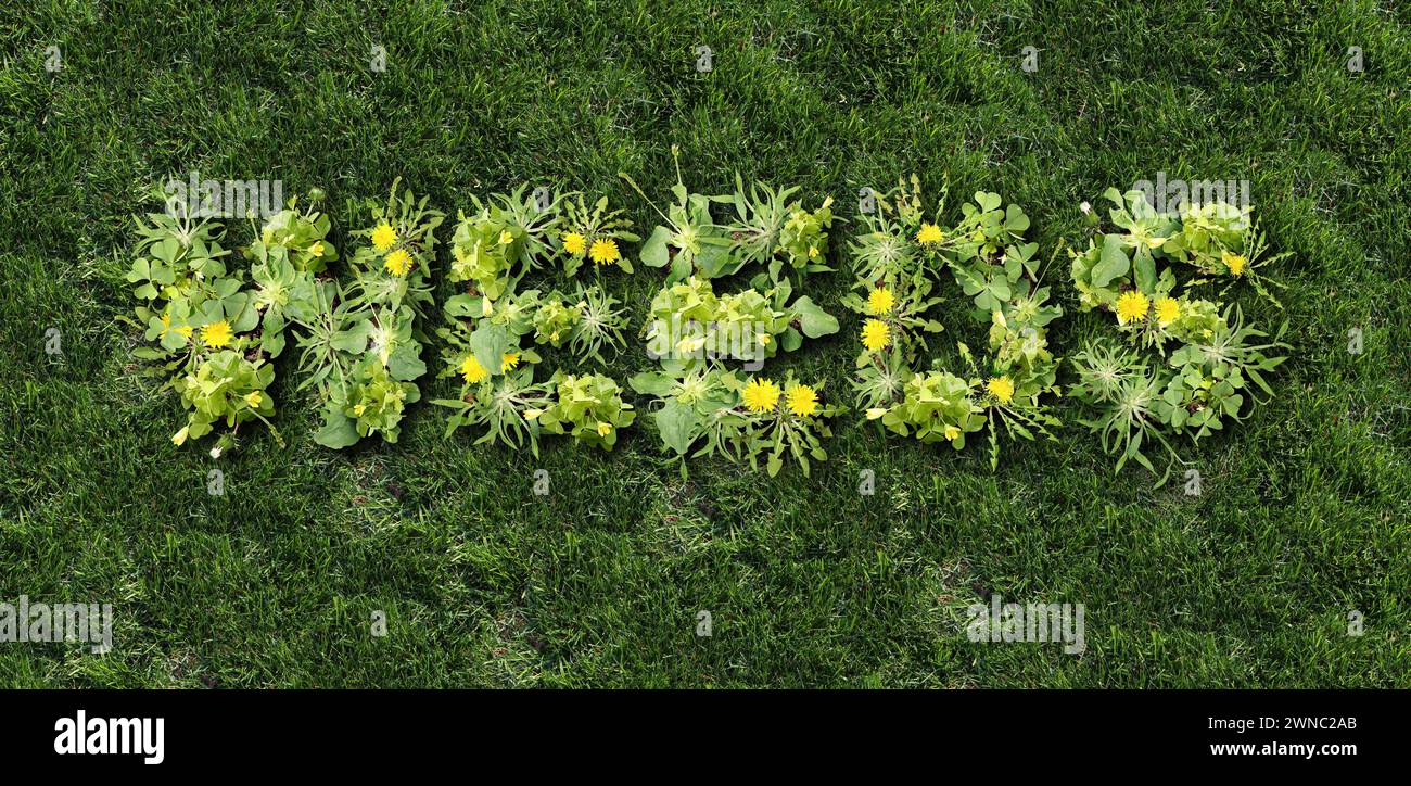 Unkraut- und Rasenpflege oder Unkrautbekämpfung und Yard-Probleme als unerwünschte Pflanzen auf einem grünen Grasfeld als Symbol für den Einsatz von Herbiziden und Pestiziden. Stockfoto