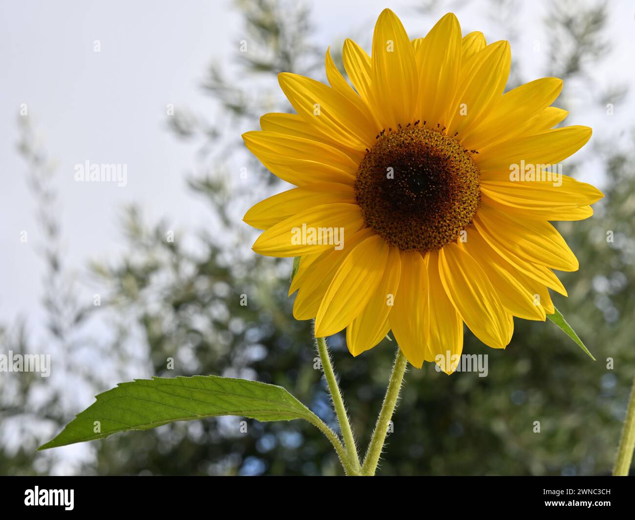Gelbe Sonnenblume mit dunklem Zentrum und großem grünen Blatt, das nach links zeigt, in einem Garten Stockfoto