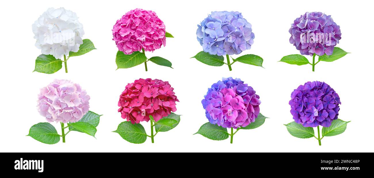 hortensie oder hortensia acht Blüten, isoliert auf weiß. Weiße, blaue, rosa, lila und zweifarbige hortensia-Blüten. Verschiedene Farben werden aufgebläht Stockfoto